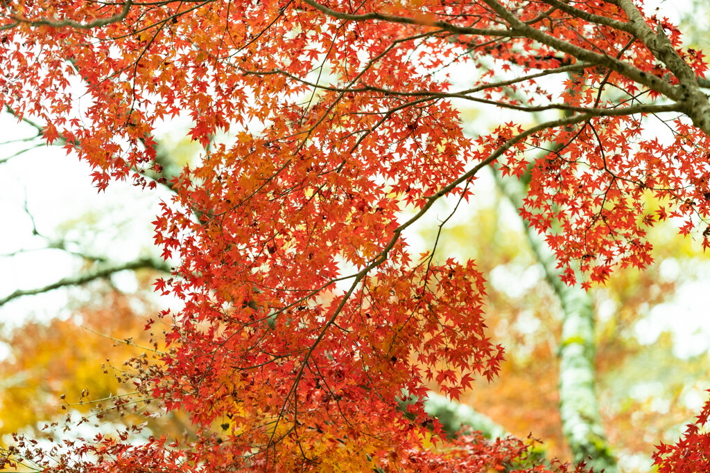 耶馬渓紅葉