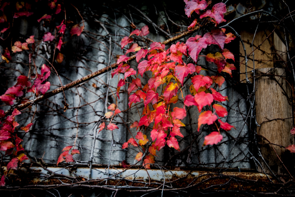 RED LEAVES