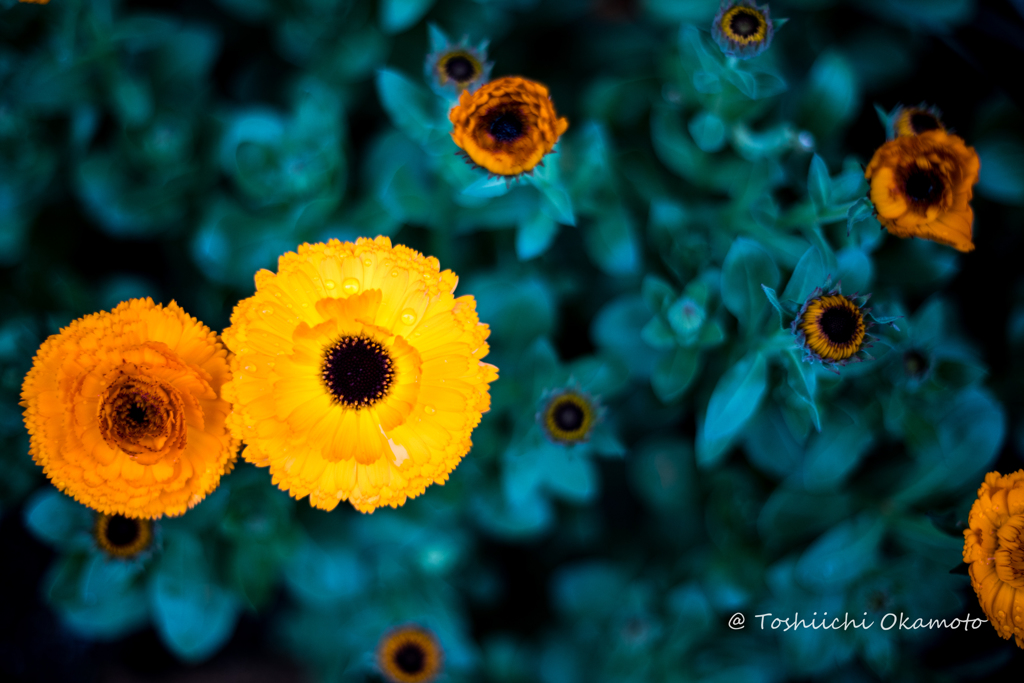 Yellow Flowers