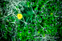 Yellow Flower