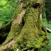 DPP_0011 (533x800)