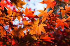 momiji　箱根　3