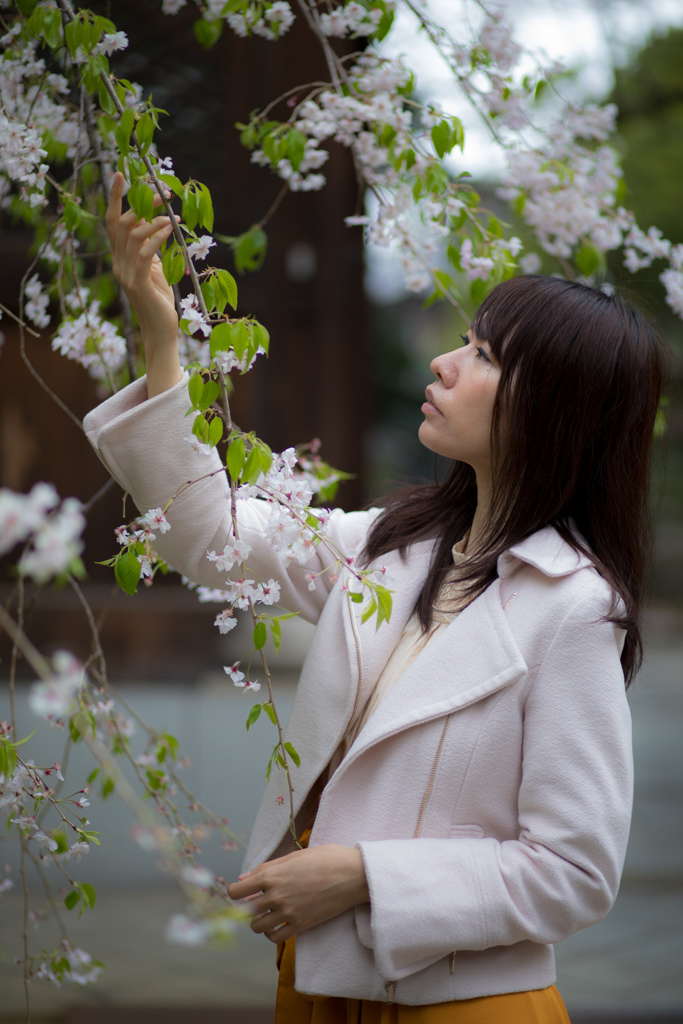 HOSHI☆　SAKURA