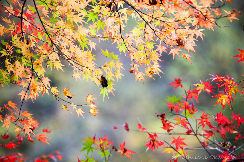 黄紅葉、赤紅葉