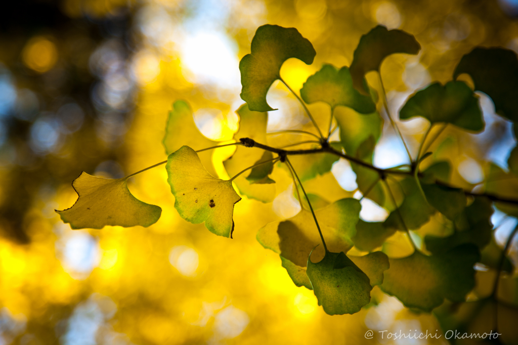 Ginkgo trees