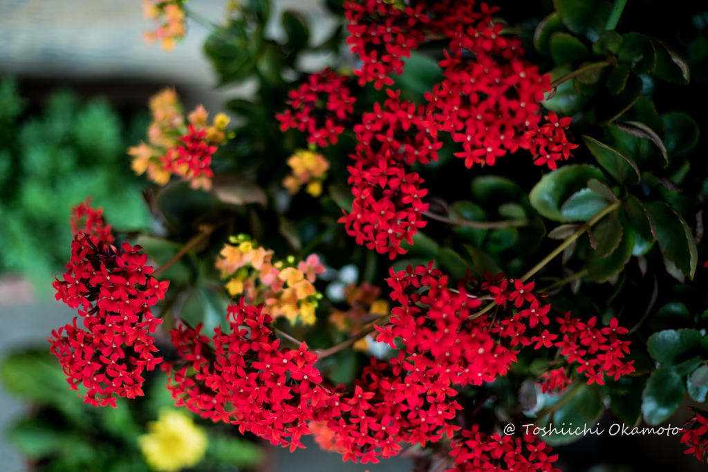 Red Flowers