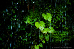 Drops & Green