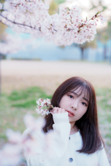 SAKURA　サクラ