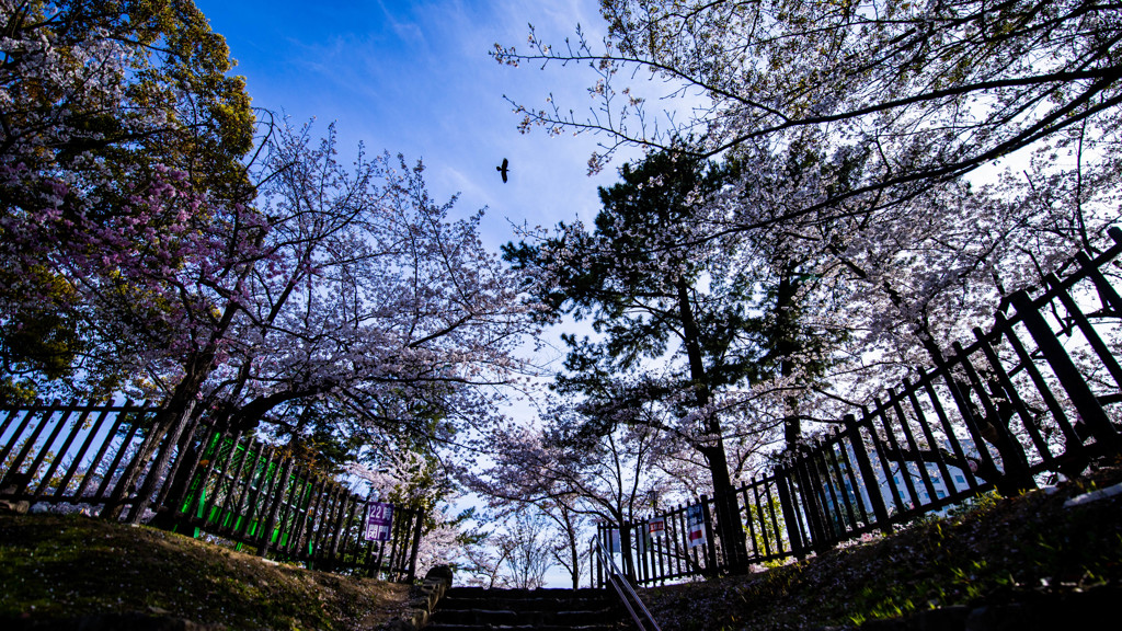SAKURA