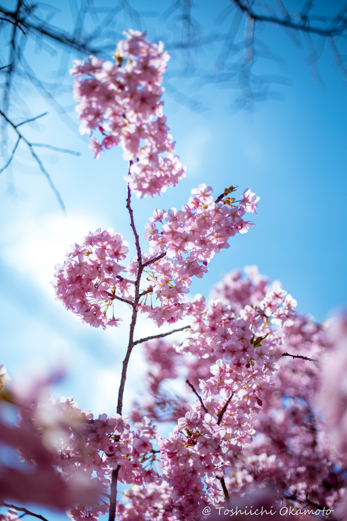 KIRAMEKU SAKURA