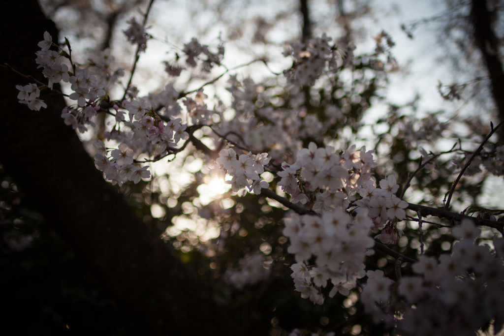 SAKURA