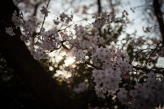 SAKURA