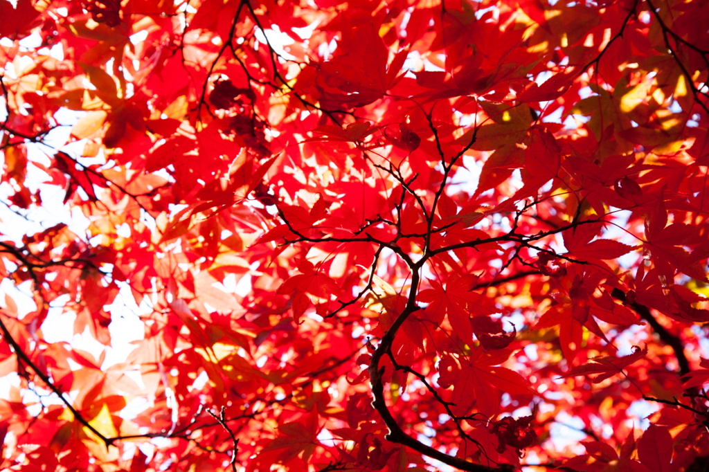 momiji　箱根　１