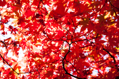 momiji　箱根　１