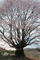 桜　さくら　サクラ　SAKUra