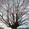 桜　さくら　サクラ　SAKUra
