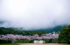 yamazatonoSakura