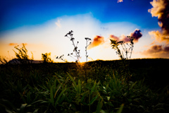 sunset flower