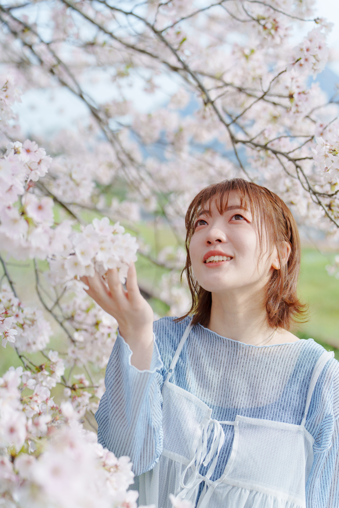 SATO 桜　