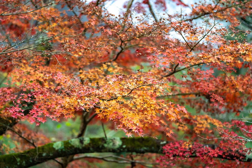 耶馬渓紅葉