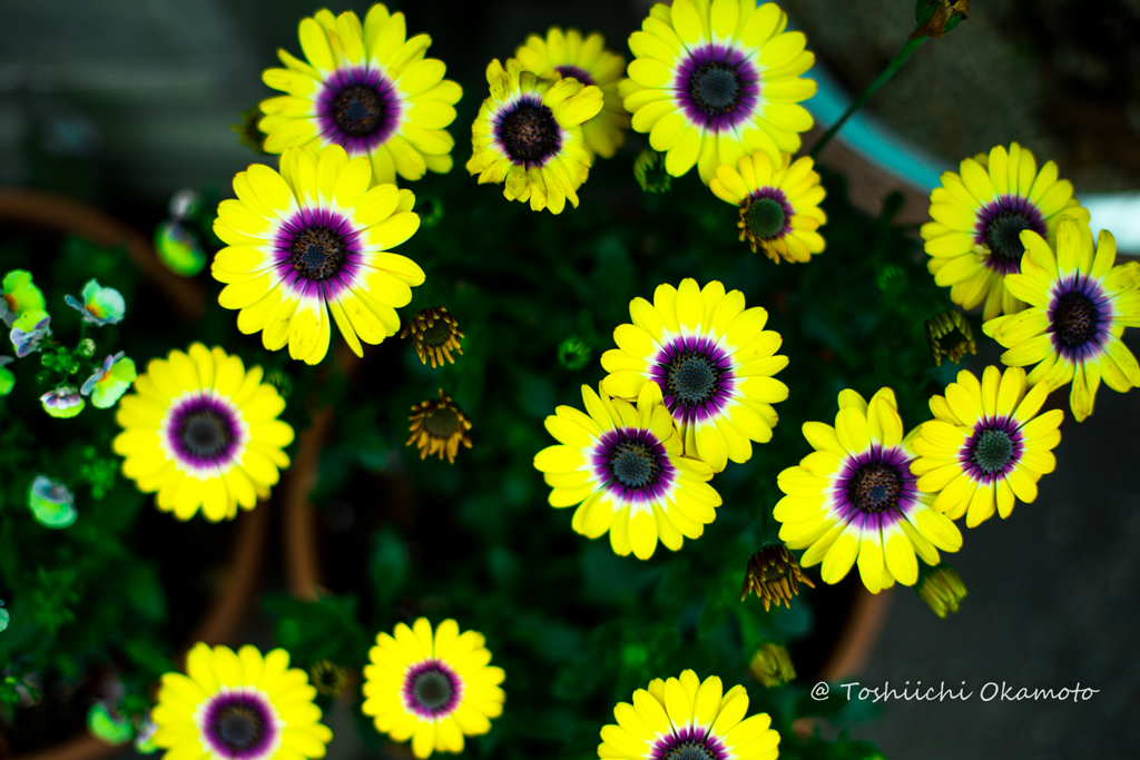 Flowers