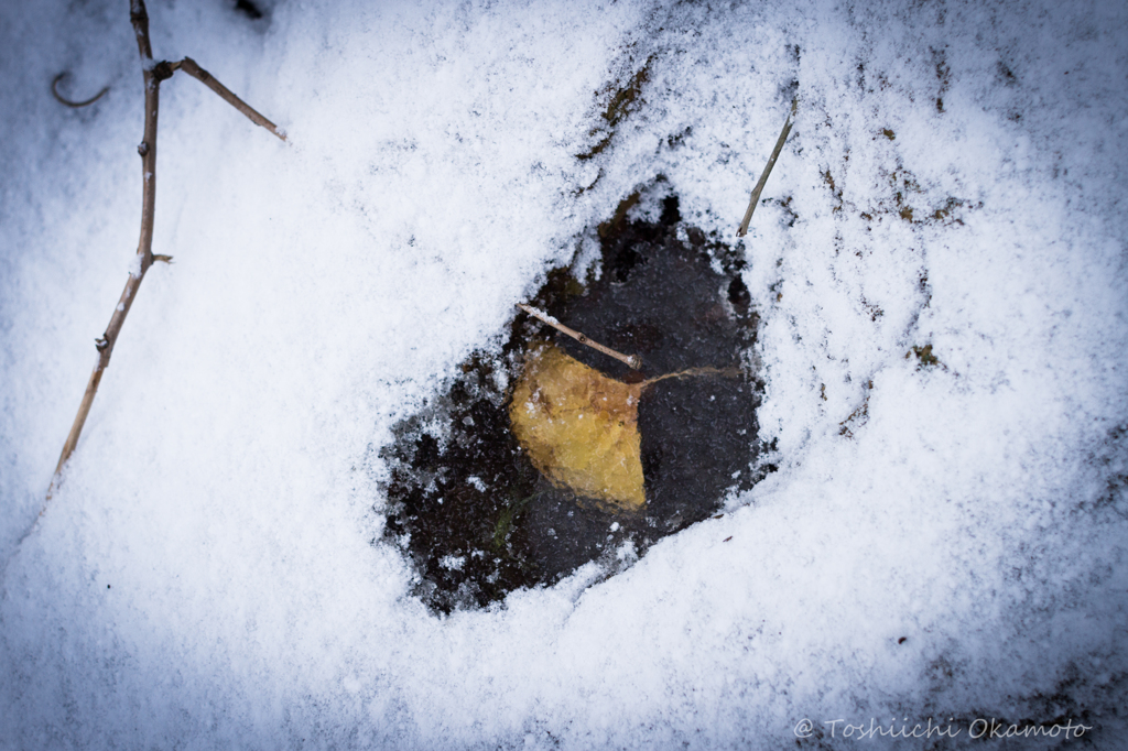 frozen  ginkgo biloba