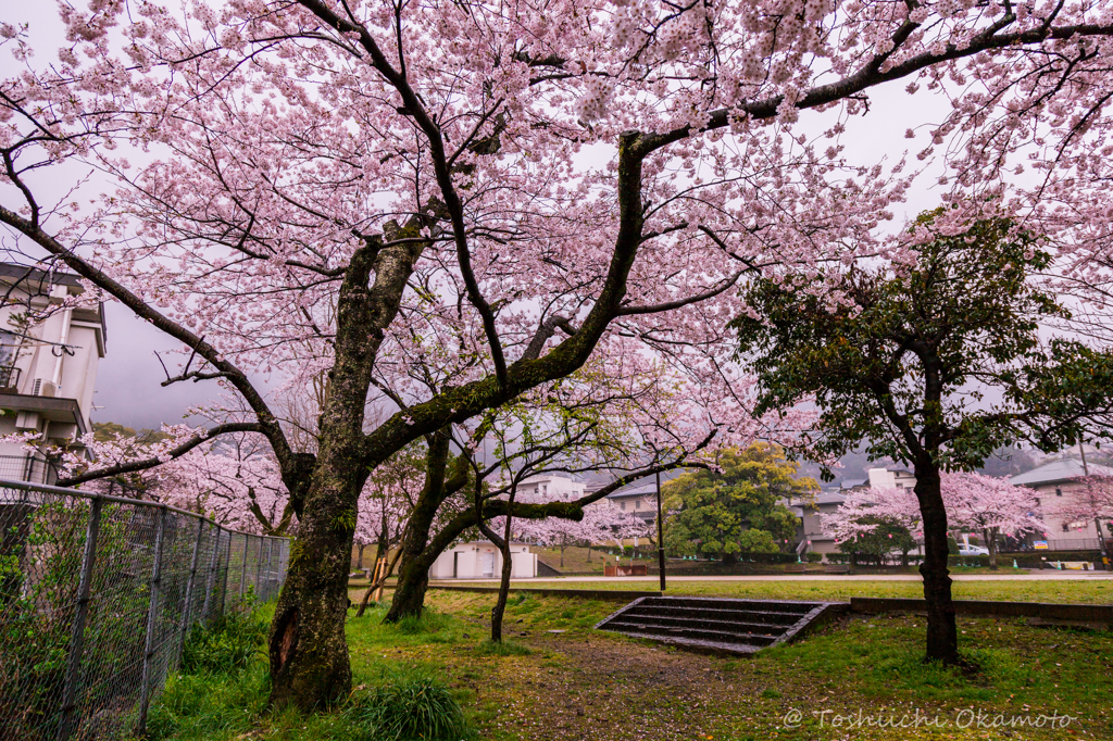 sakuranosakura