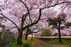 sakuranosakura