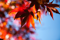 momiji　箱根　2