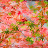 青紅葉、赤紅葉