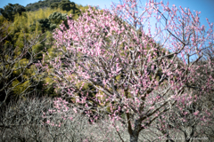 梅