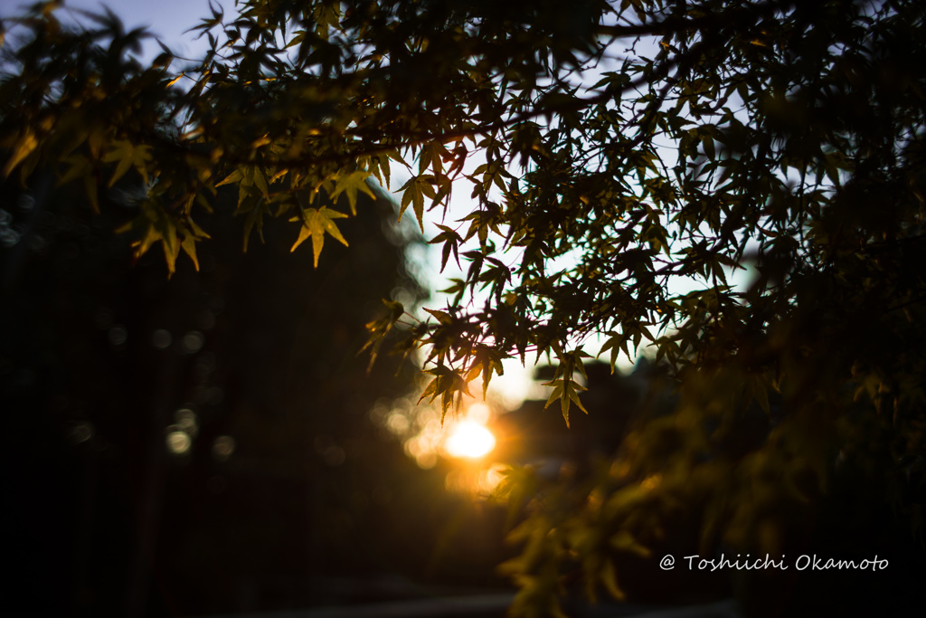 紅く染まる。。。