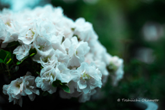  White flowers