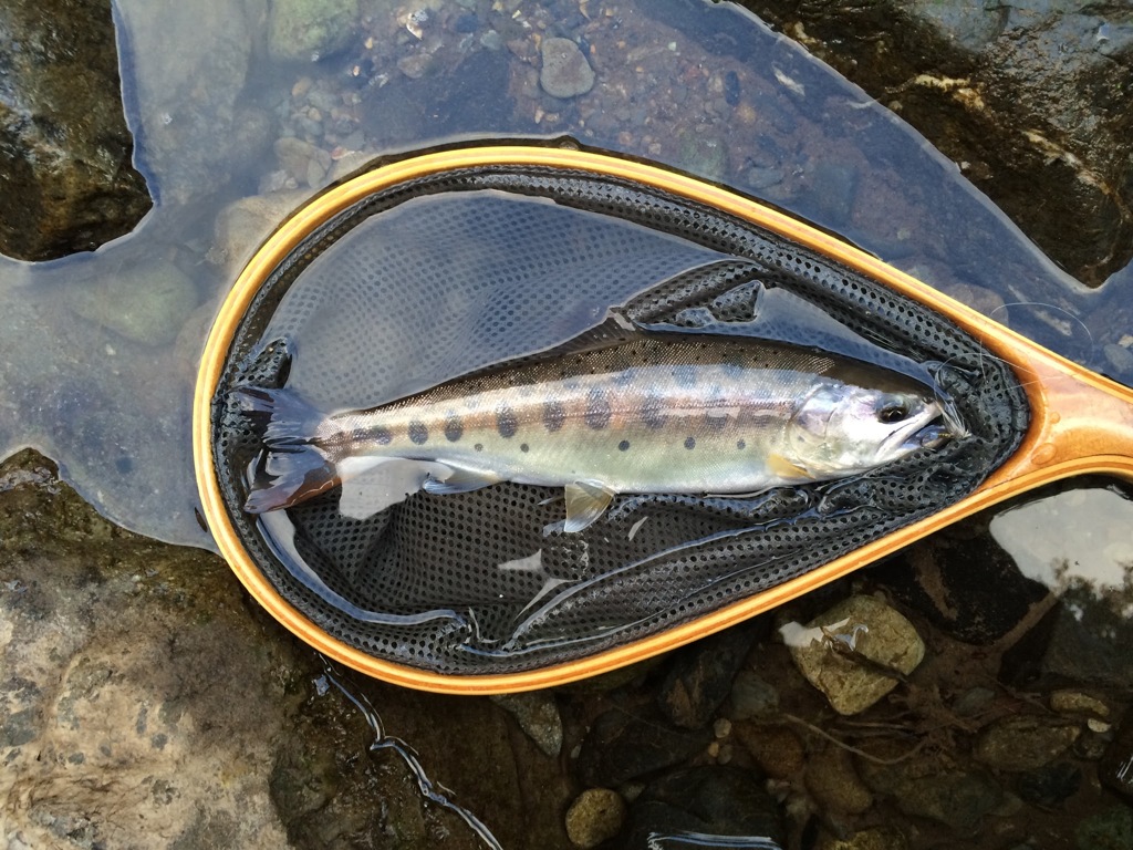 ヤマメ！！GET！！