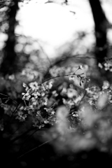 SAKURA　B&W