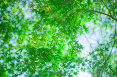 momiji 2