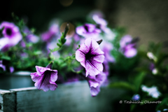  Purple flowers