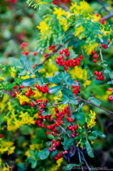 紅い実、黄色の花２