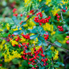 紅い実、黄色の花２