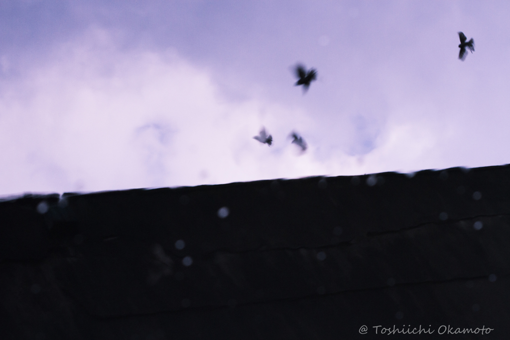 fly away　飛び立つとき・・・