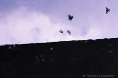 fly away　飛び立つとき・・・