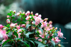  Pink flowers