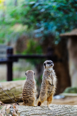 meerkat