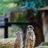 meerkat