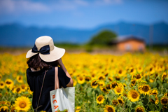 山陽小野田　花の海　ひまわり畑