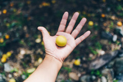 梅っしゅ。。。