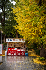 雨のイチョウ