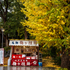 雨のイチョウ