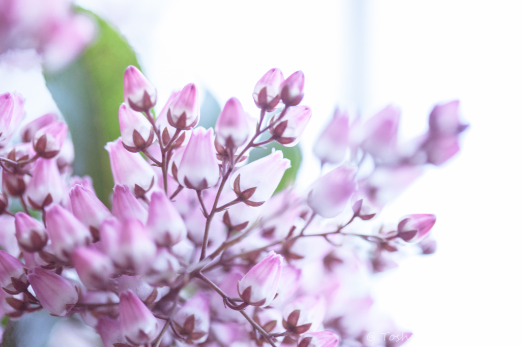 Spring has come