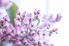 Spring has come